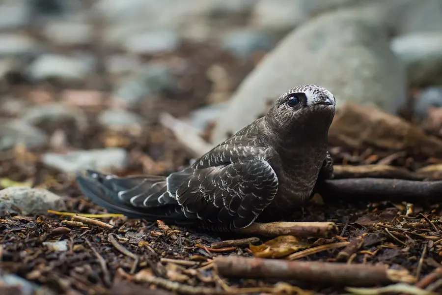 The American black swift card