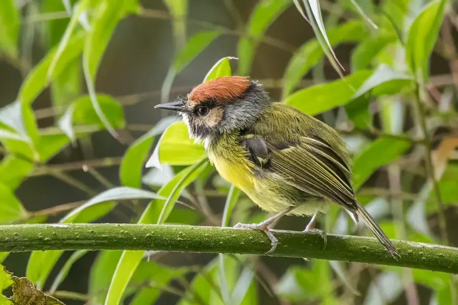 The Rufous-crowned tody-flycatcher card