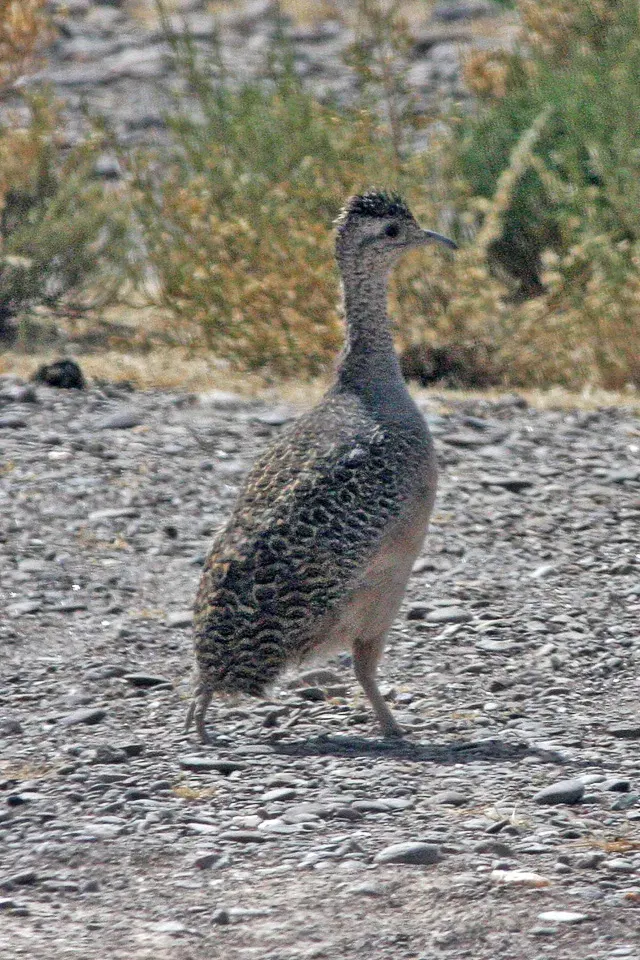 The Ornate tinamou card