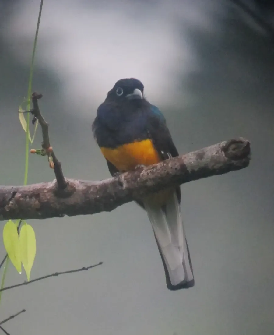 The White-tailed trogon card