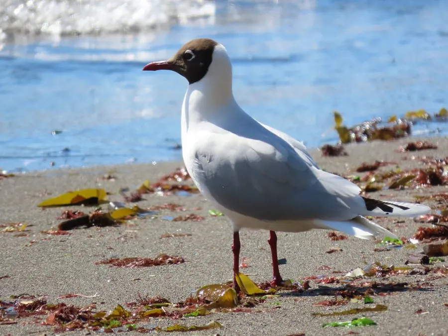 La carte Mouette de Patagonie