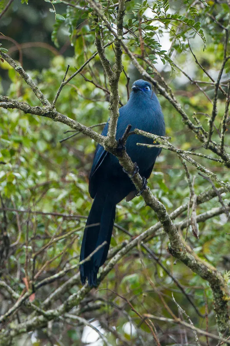 La carte Coua bleu
