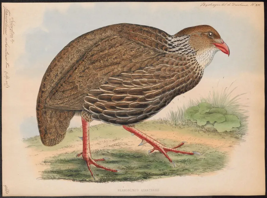 The Ahanta spurfowl card