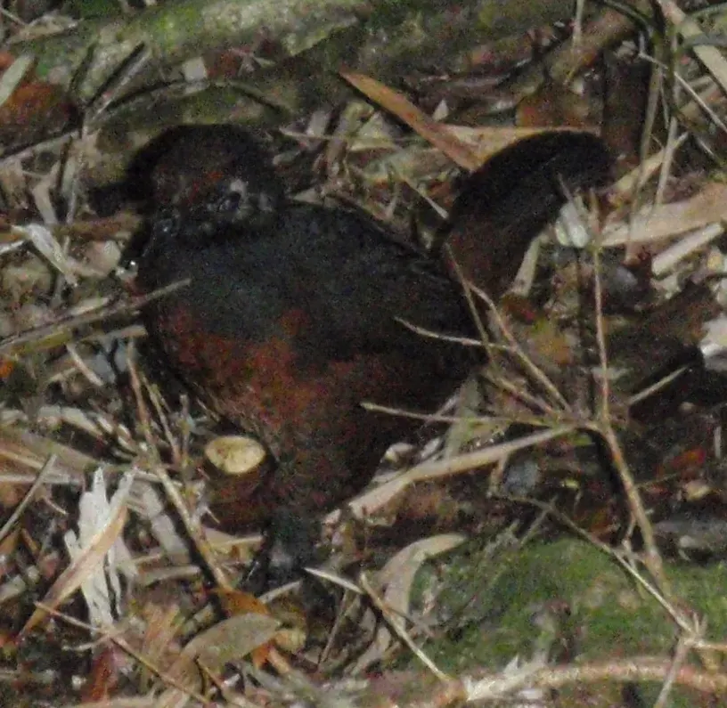 The Black-throated huet-huet card