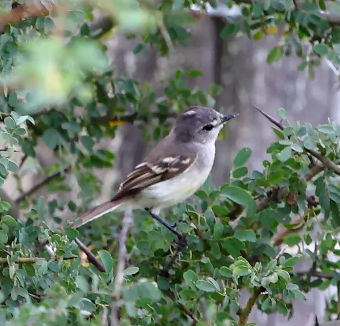 The White-bellied tyrannulet card