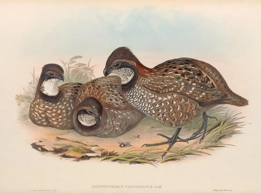 The Venezuelan wood quail card