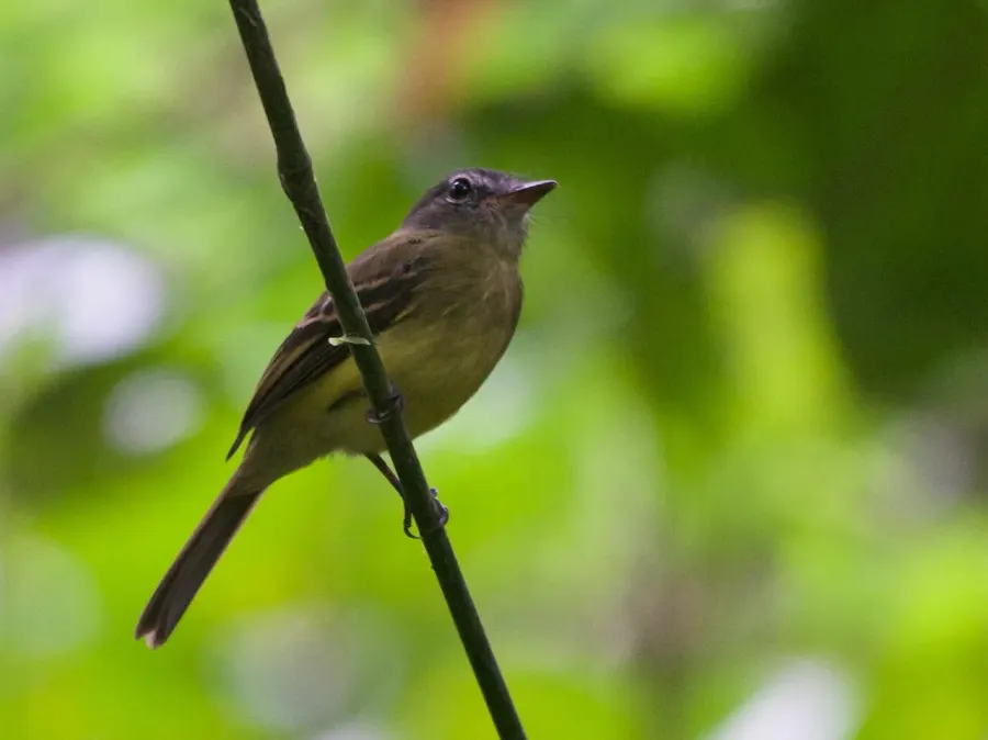 The Black-billed flycatcher card