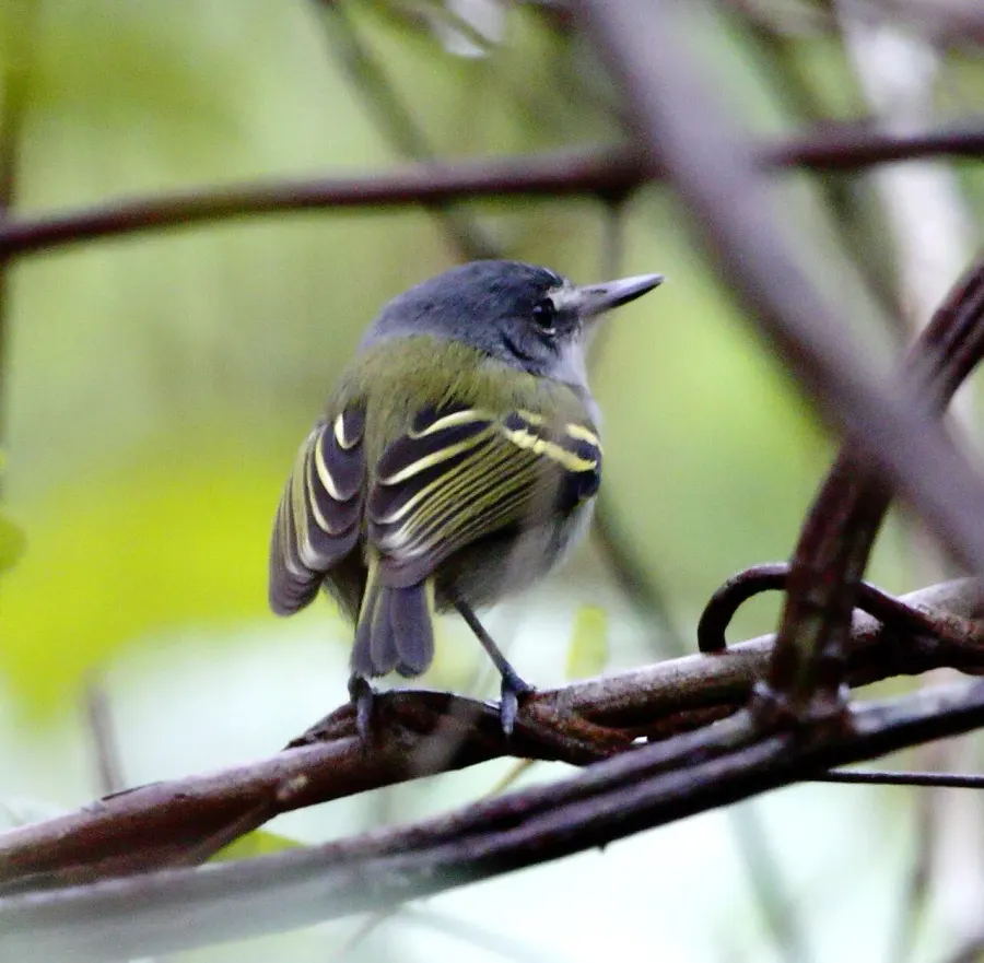 The Slaty-headed tody-flycatcher card