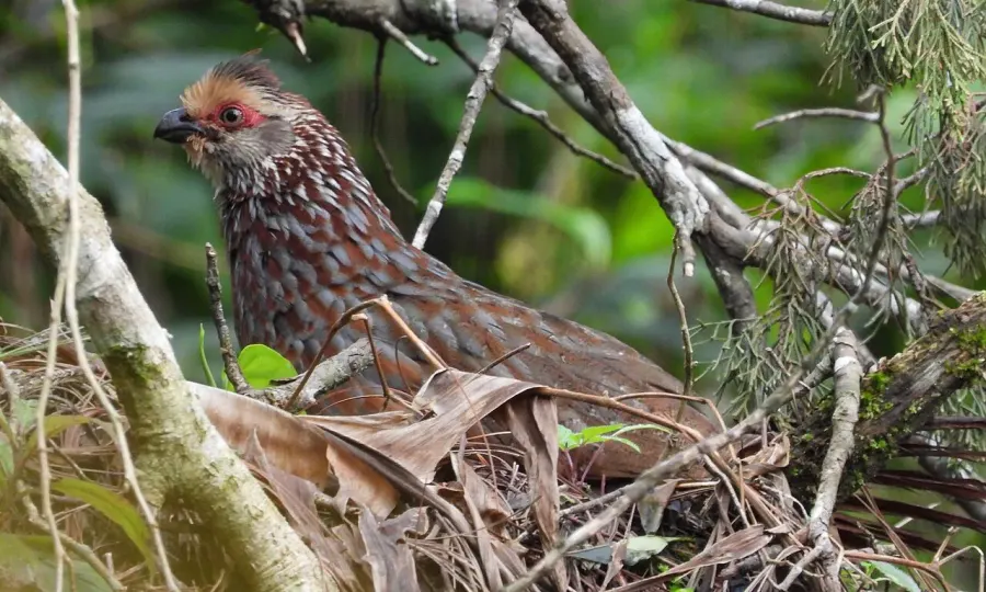 The Buffy-crowned wood partridge card