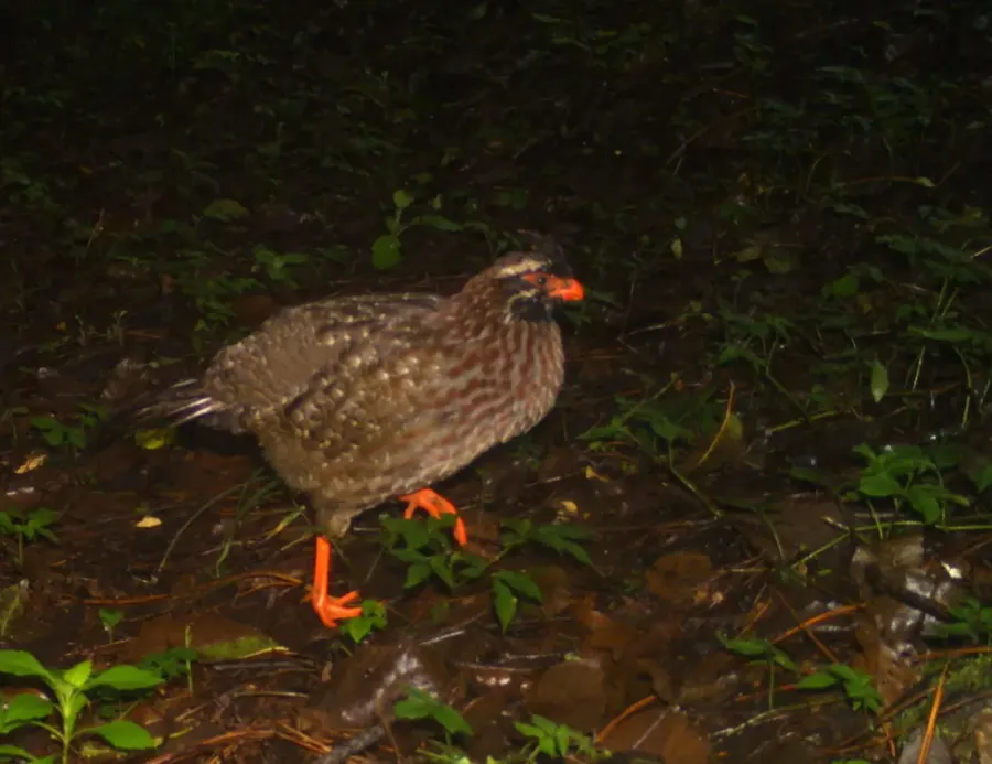 The Long-tailed wood partridge card