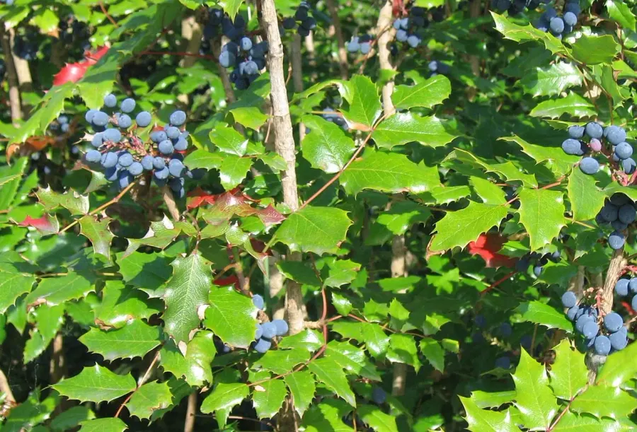 La carte Berberis aquifolium
