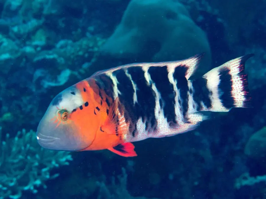 The Red-breasted wrasse card