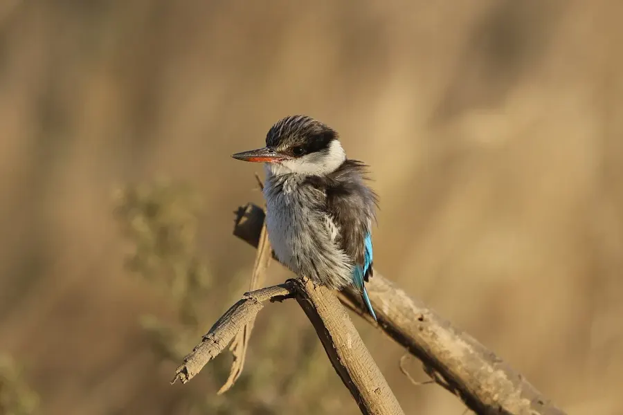 The Striped kingfisher card