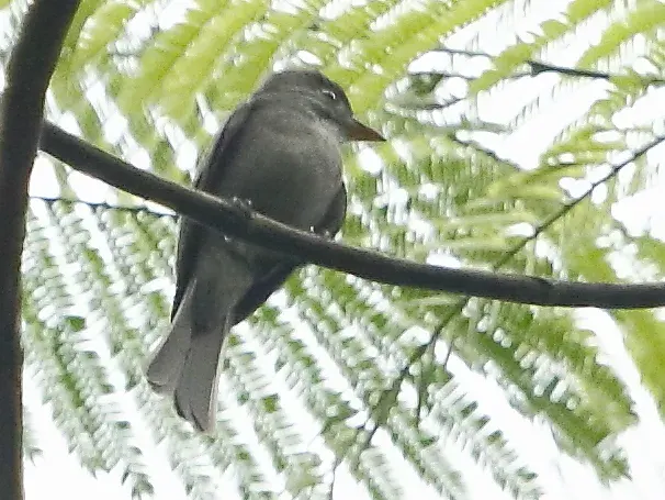 The Blackish pewee card