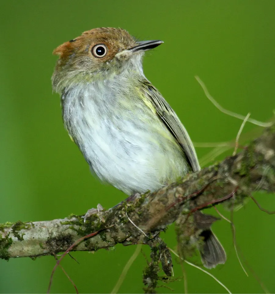 The Scale-crested pygmy tyrant card
