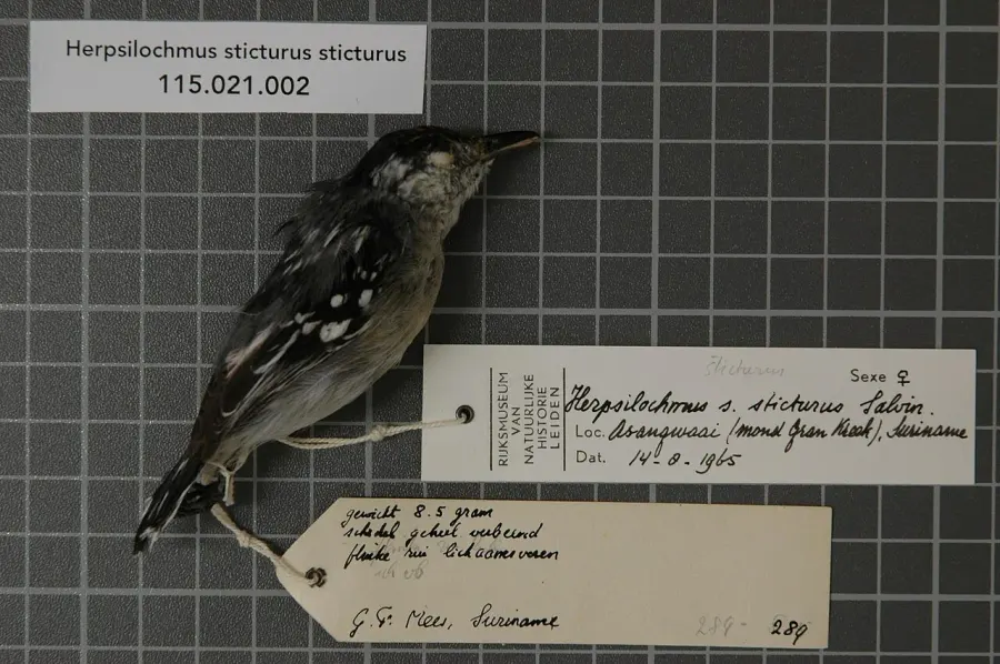 The Spot-tailed antwren card