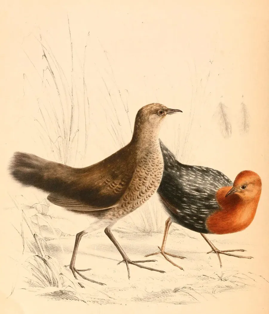 The Red-chested flufftail card