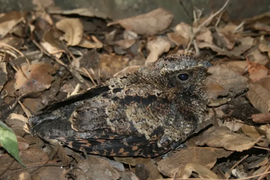 The Tawny-collared nightjar card