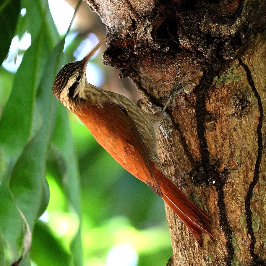 The Narrow-billed woodcreeper card