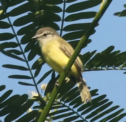 The Sooty-headed tyrannulet card