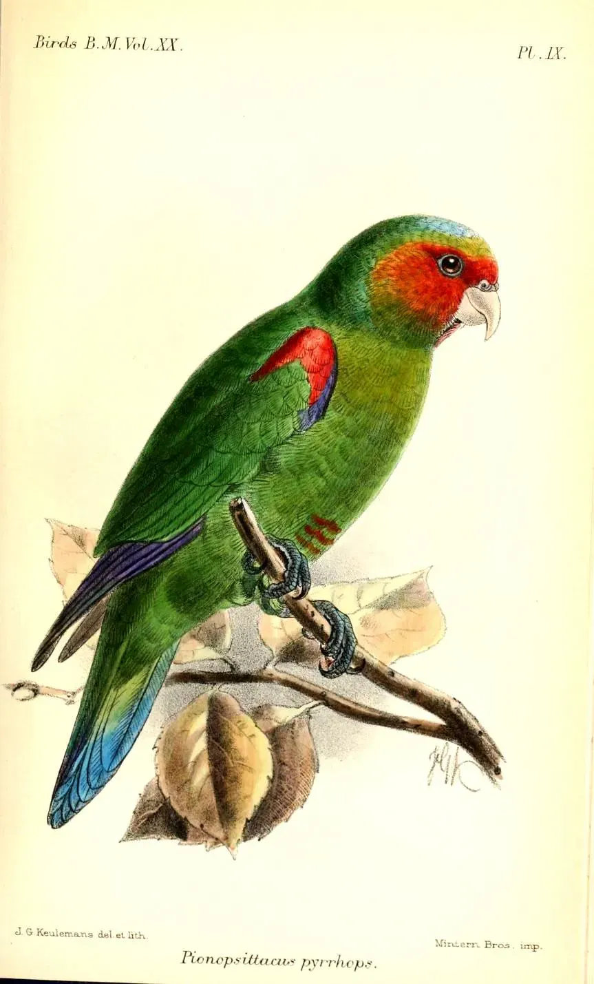 The Red-faced parrot card
