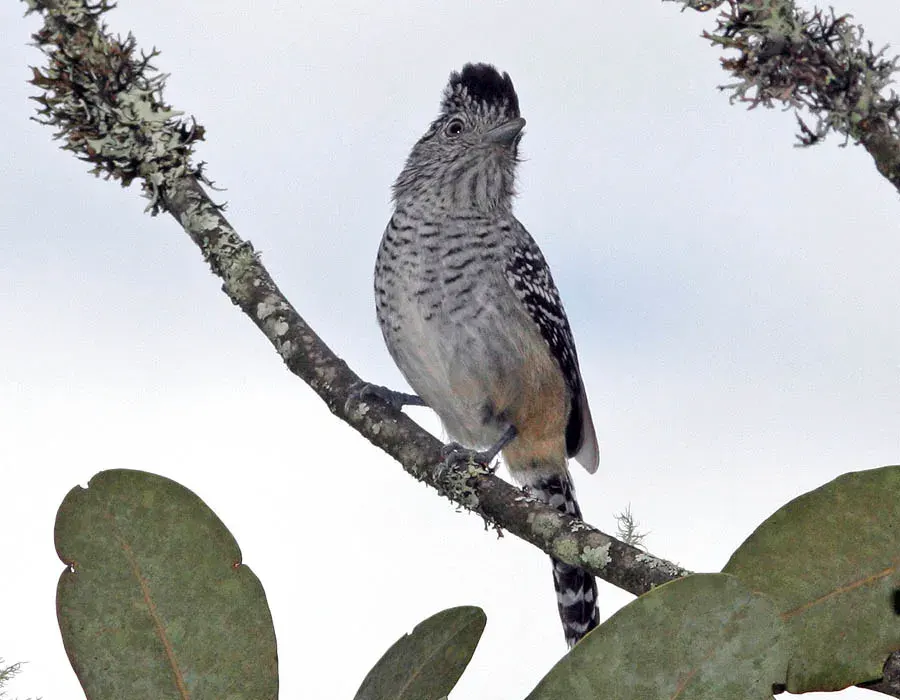 The Chapman's antshrike card