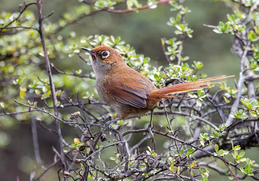 The Eye-ringed thistletail card