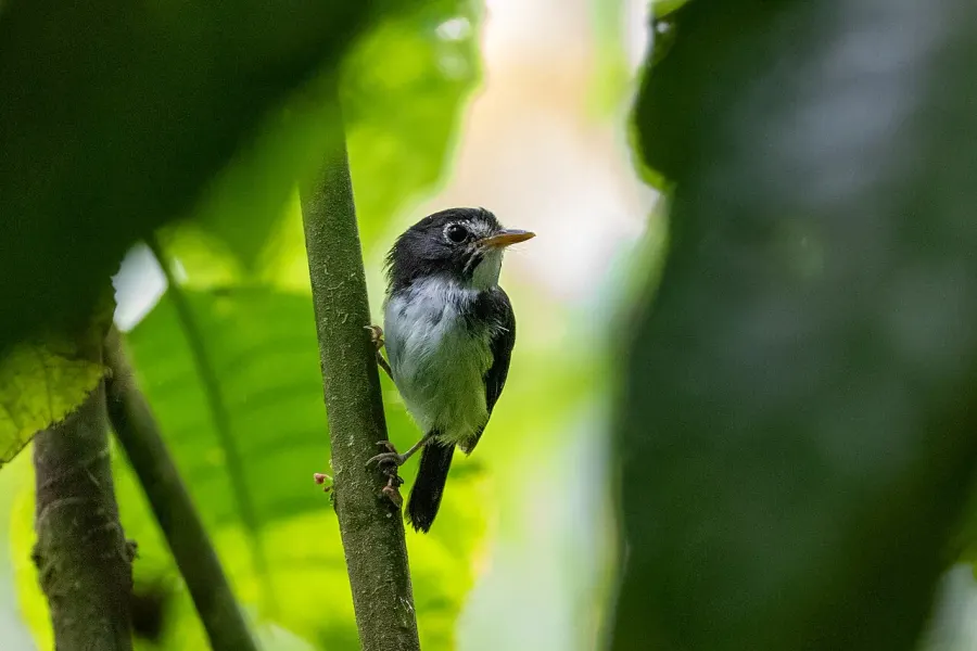 The Black-and-white tody-flycatcher card