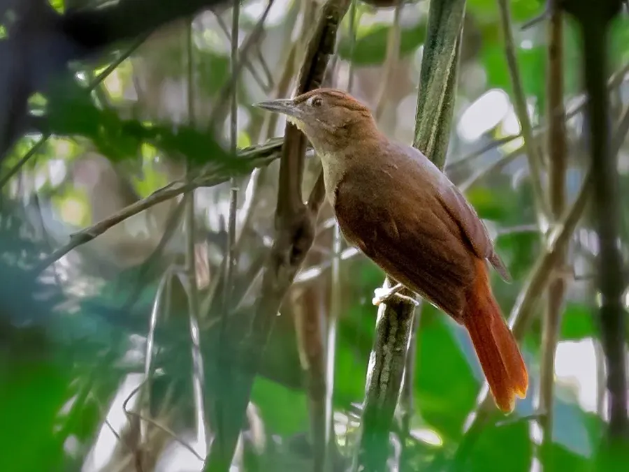 The Chestnut-crowned foliage-gleaner card