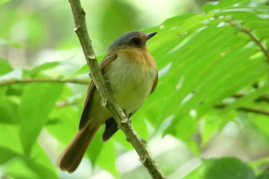 The Handsome flycatcher card