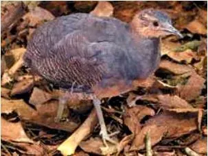 La carte Tinamou noctivague