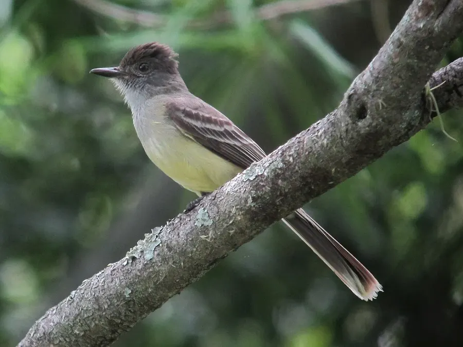 The Apical flycatcher card