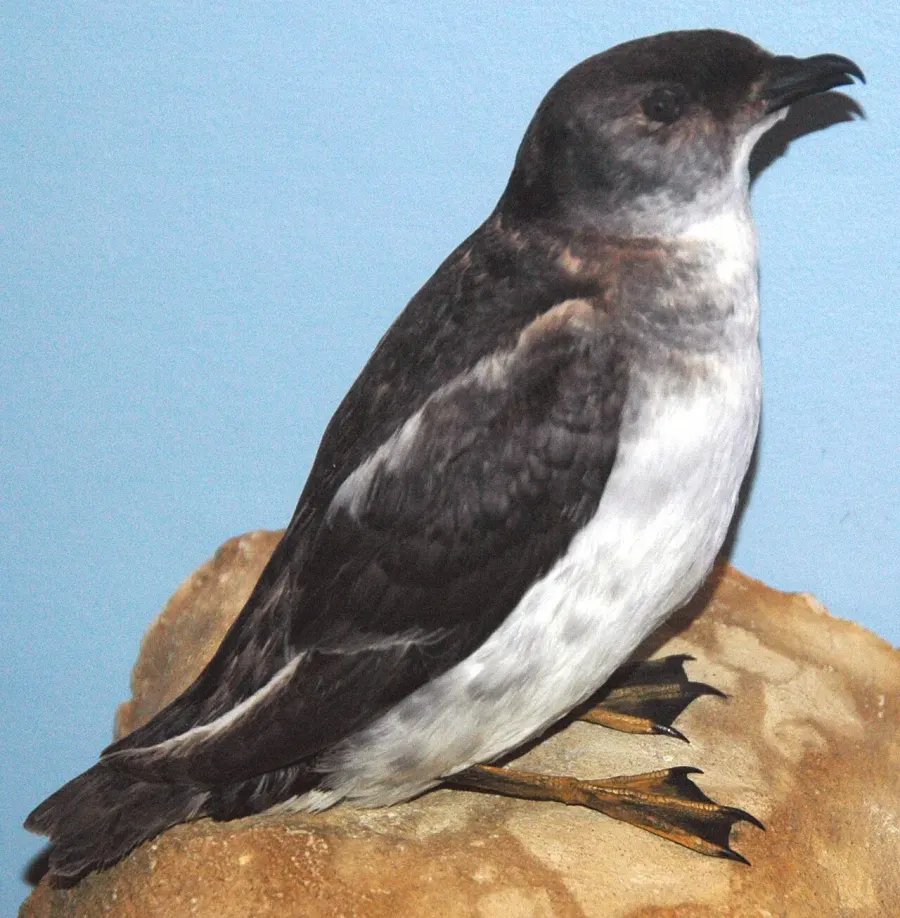 The South Georgia diving petrel card