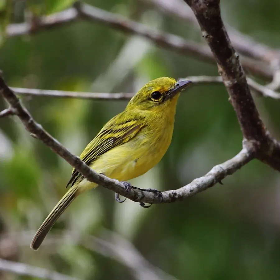 The Ochre-lored flatbill card