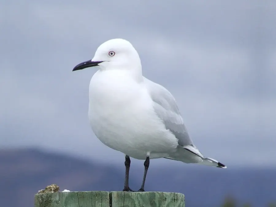 La carte Mouette de Buller