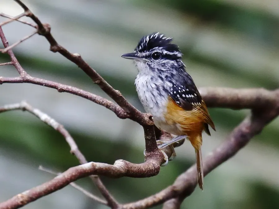 The Guianan warbling antbird card