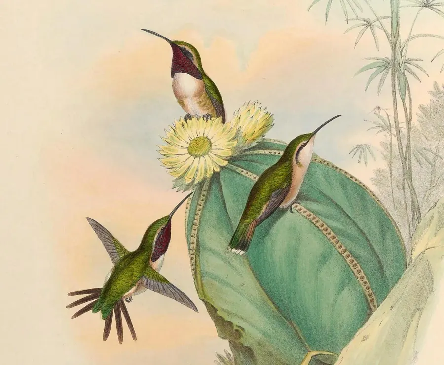 The Beautiful sheartail card