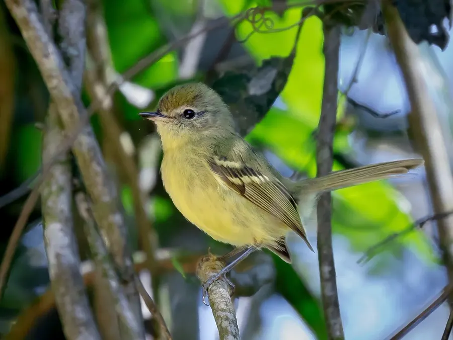 The Mottle-cheeked tyrannulet card