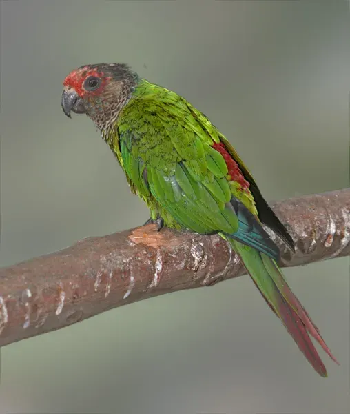 The Rose-fronted parakeet card