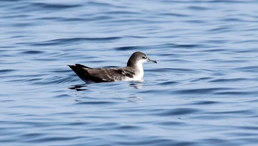 The Galápagos shearwater card