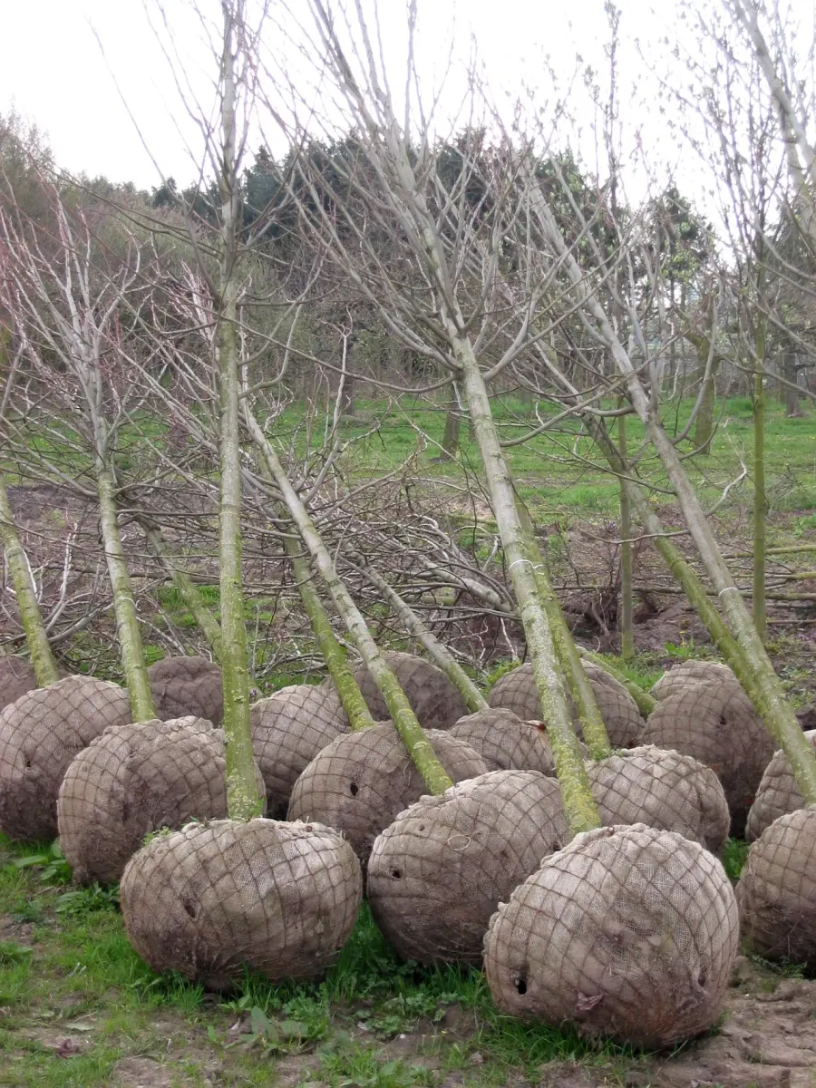 La carte Arboriculture