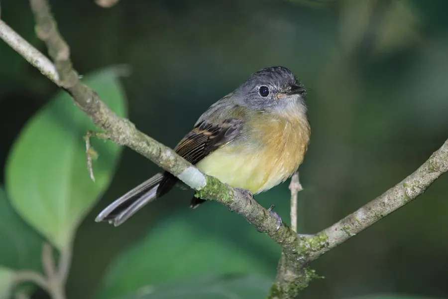 The Tawny-chested flycatcher card
