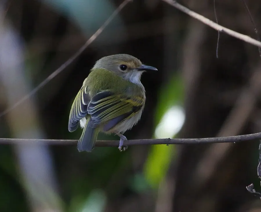 The Rusty-fronted tody-flycatcher card