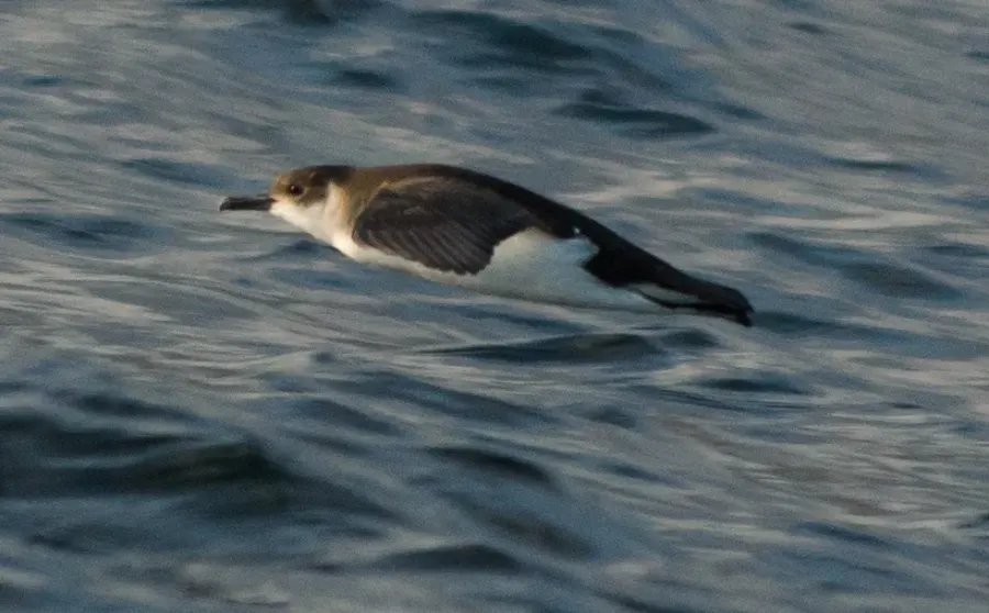 The Barolo shearwater card