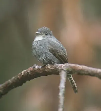 The White-throated pewee card
