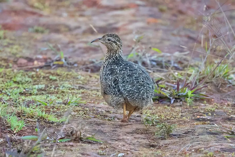La carte Tinamou curvirostre
