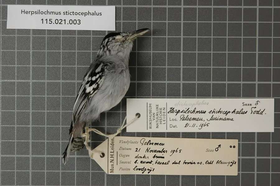The Todd's antwren card