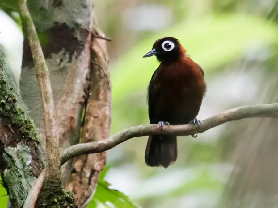 The Chestnut-crested antbird card