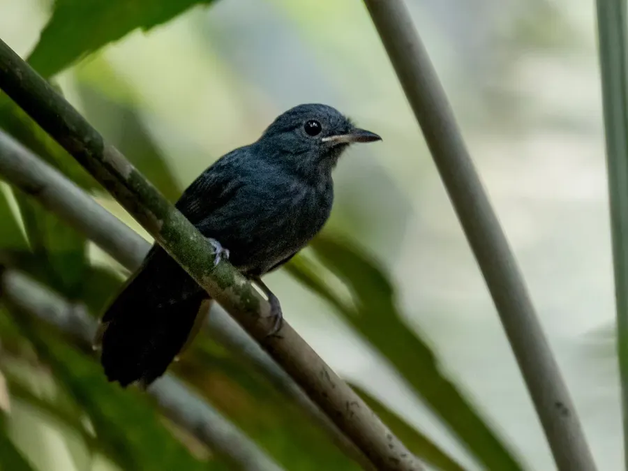 The Cinereous antshrike card