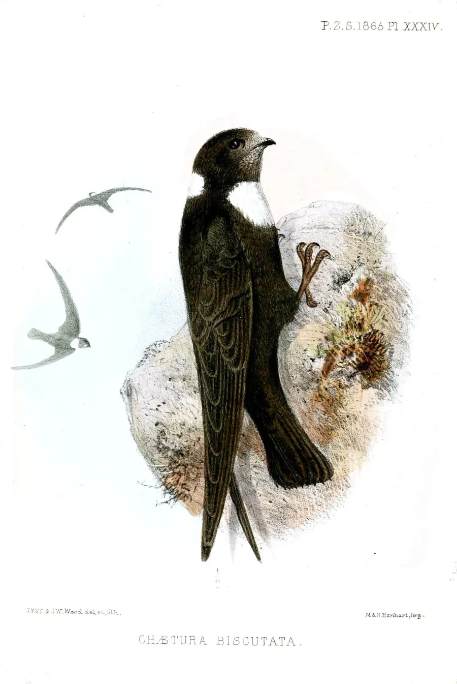 The Biscutate swift card